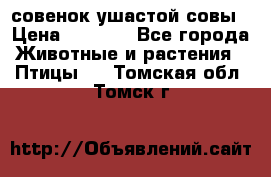 совенок ушастой совы › Цена ­ 5 000 - Все города Животные и растения » Птицы   . Томская обл.,Томск г.